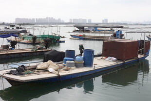 湛江港口停泊的多艘作业船只