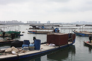 湛江港口停泊的船只景象