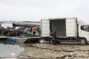 湛江河边装卸货物的卡车场景