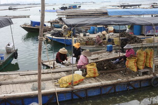 湛江海上渔村的热闹交易场景