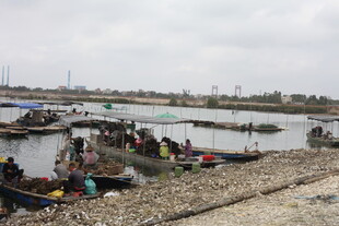 湛江岸边热闹的水上活动场景