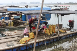湛江水上渔村繁忙的生活场景