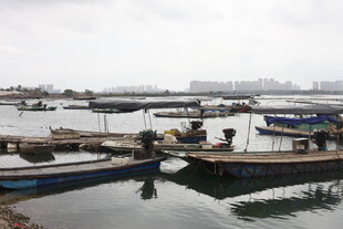 湛江宁静海港的船只停泊景象