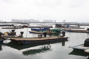 湛江港口停泊的多艘船只