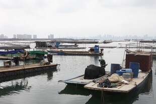 湛江港口停泊的多艘作业船只