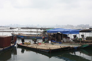 湛江码头停靠船只与热闹场景