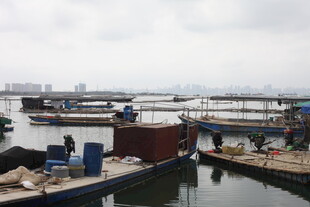 湛江港口码头船只停泊景象