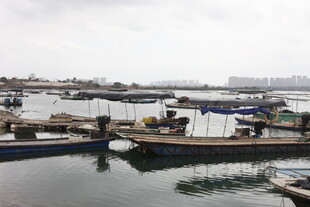 湛江宁静港湾中的停泊船只