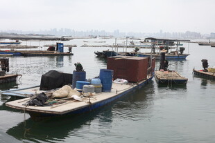 湛江水上停泊的多艘作业船只