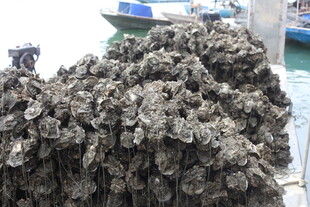湛江海边堆积的大量生蚝