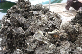 湛江一堆生蚝特写