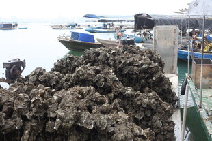 湛江码头堆放的大量生蚝