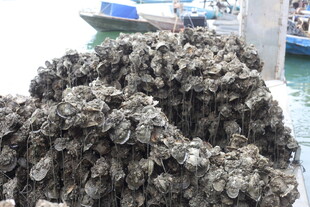 湛江海边堆积的牡蛎壳