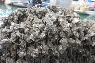 湛江一堆新鲜牡蛎