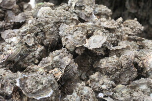 湛江一堆牡蛎壳