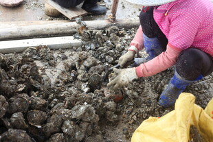 湛江女子专注清理牡蛎壳