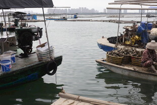 湛江水上作业场景中的船只