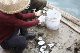 湛江渔民船上处理贝壳类海鲜