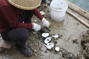 湛江渔民船上分拣贝壳