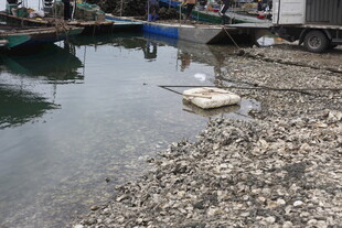 湛江岸边停泊船只的水域景象