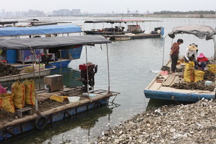 湛江码头工人装卸作业场景