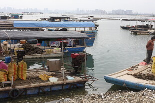 湛江水上停泊的特色船只场景