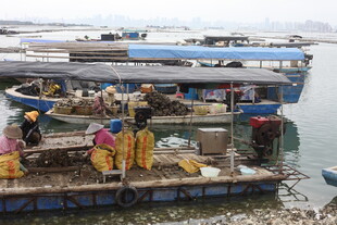 湛江渔民码头忙碌场景