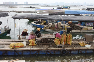 湛江码头渔民忙碌的交易场景