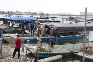 湛江渔村码头的日常景象