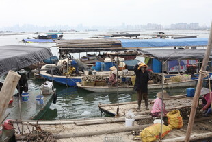 湛江热闹渔港的繁忙交易场景