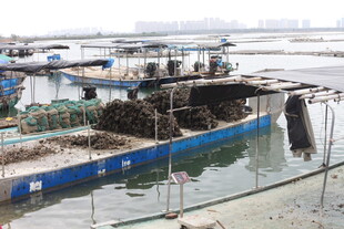 湛江水上渔村景象