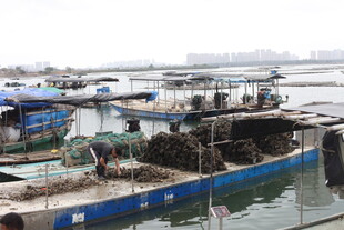 湛江港口停泊的多彩船只