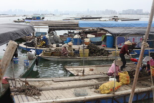 湛江热闹渔港的繁忙交易场景