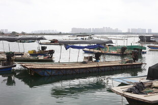 湛江宁静港湾中的停泊渔船