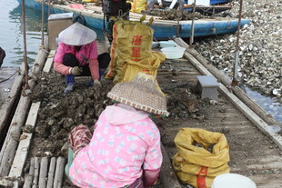 湛江渔民在滩涂忙碌劳作场景