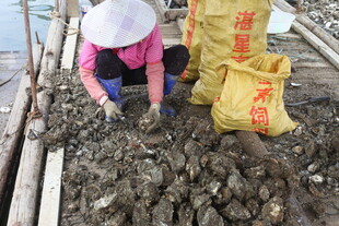 湛江生蚝