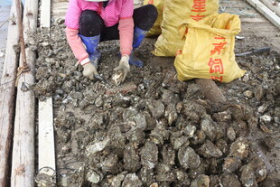 湛江女子清理分拣大量牡蛎