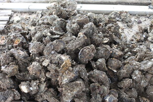 湛江一堆牡蛎壳