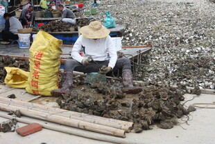 湛江农民田间劳作筛土场景