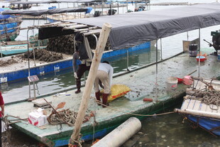 湛江水上停泊的多艘特色船只