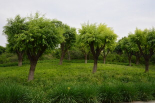 公园风景  