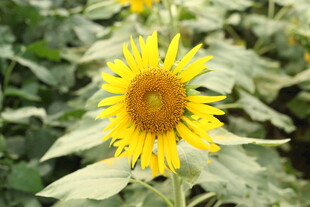 田野中的灿烂向日葵