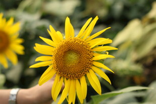 手托向日葵绽放的美丽