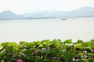 湖畔荷花与远山美景