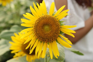 阳光下的灿烂向日葵