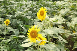 向日葵花田灿烂绽放