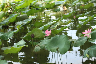 夏日荷塘荷花绽放