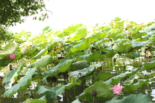 夏日荷塘荷花荷叶美景