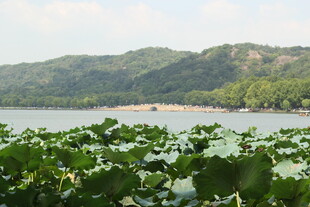 湖畔荷叶与远山美景