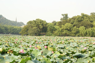 夏日荷塘美景